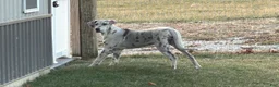 Great Dane dogs for sale: Wendy - Ad 4