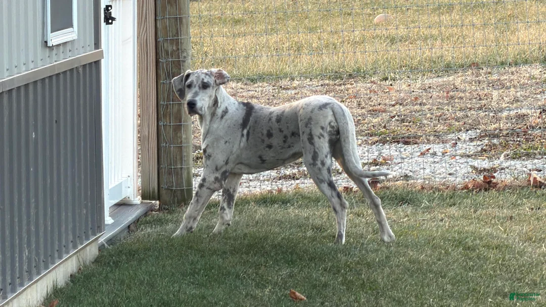 Great Dane dogs for sale: Wendy - Ad 4