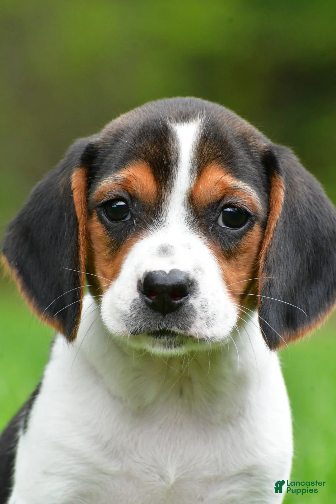 Beagle dogs for sale: Bella - Ad 1