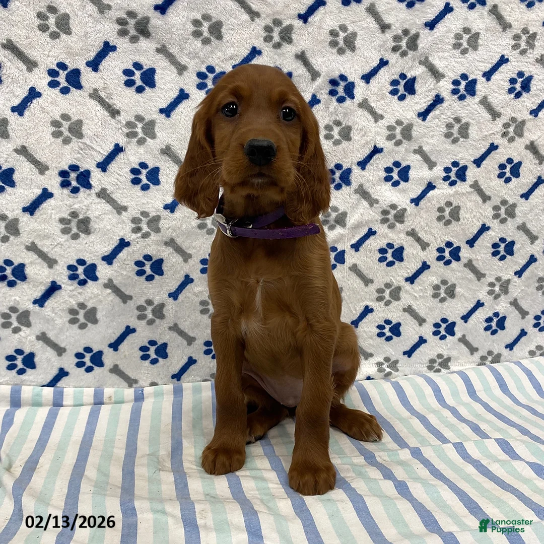 Irish Setter dogs for sale: Carley - Ad 1