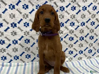 Irish Setter dogs Carley - Ad 2