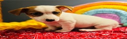 Jack Russell Terrier dogs for sale: Snoop  - Ad 4