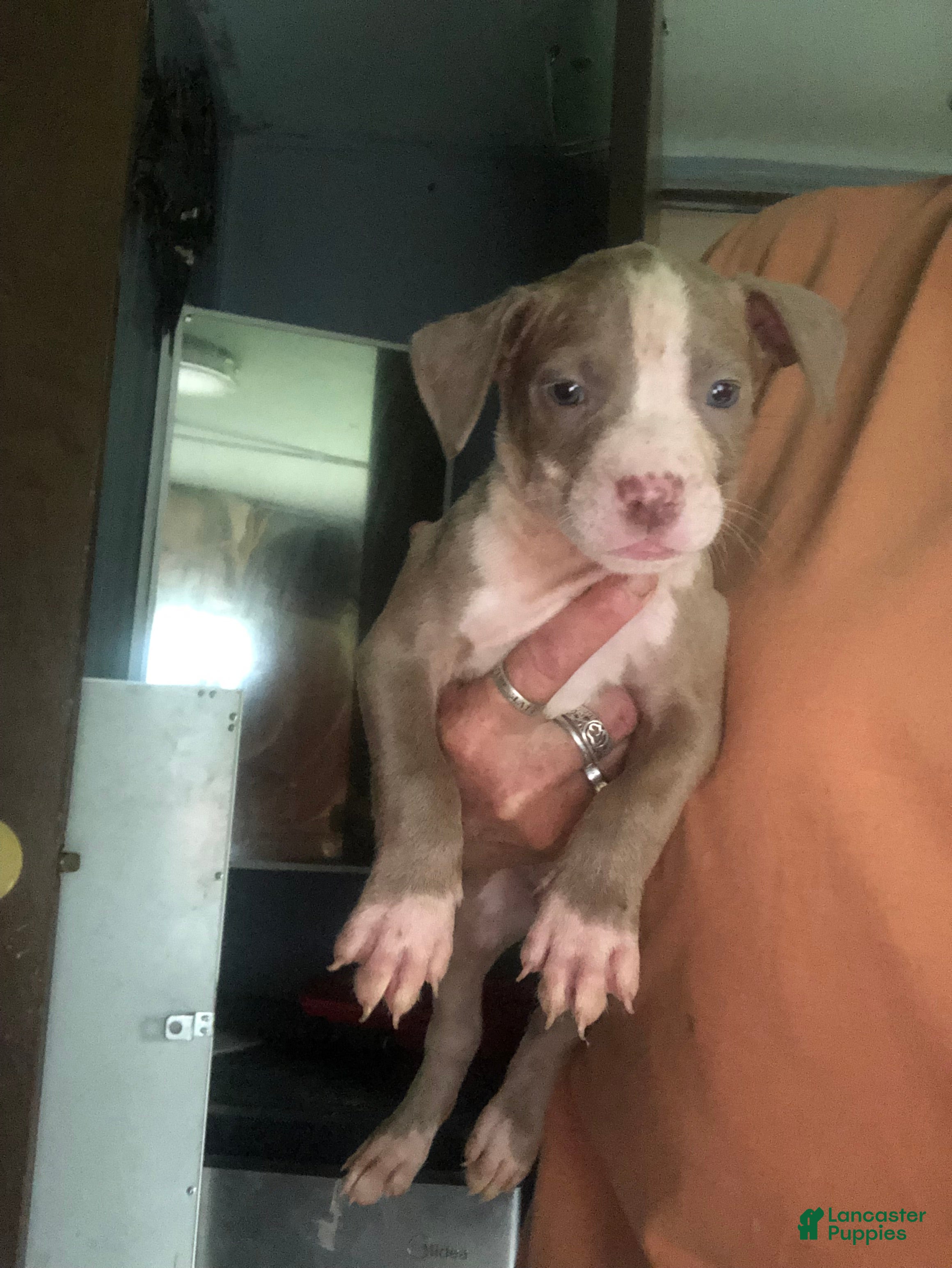 Mixed Breed dogs Mixed Breed Puppy 5 - Ad 11