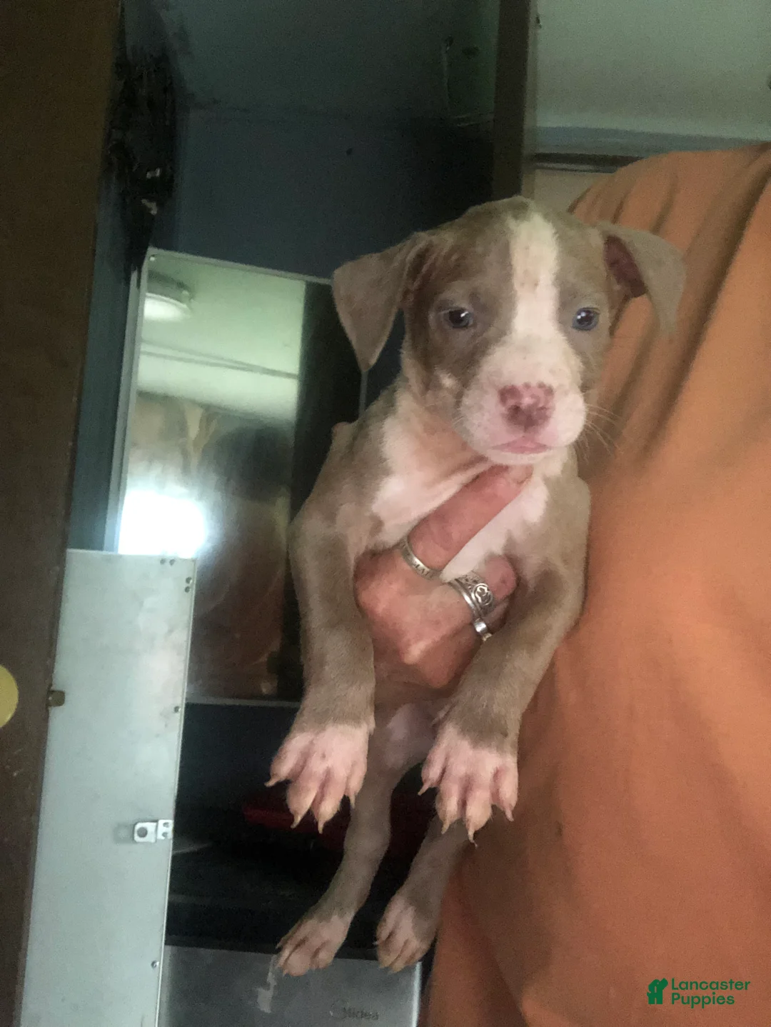 Mixed Breed dogs for sale: Mixed Breed Puppy 5 - Ad 1
