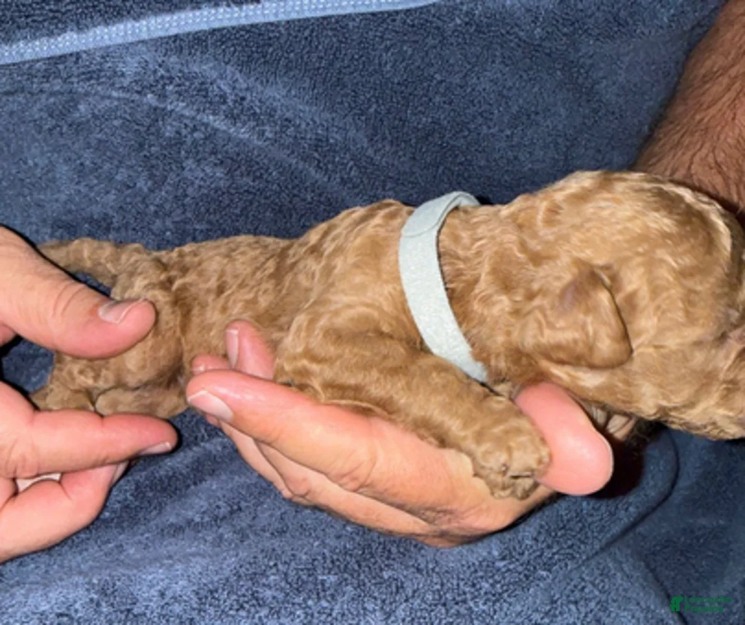 Goldendoodle dogs for sale: H25 Male Gray Collar - Ad 5