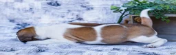 Puggle dogs for sale: Billy - Ad 16