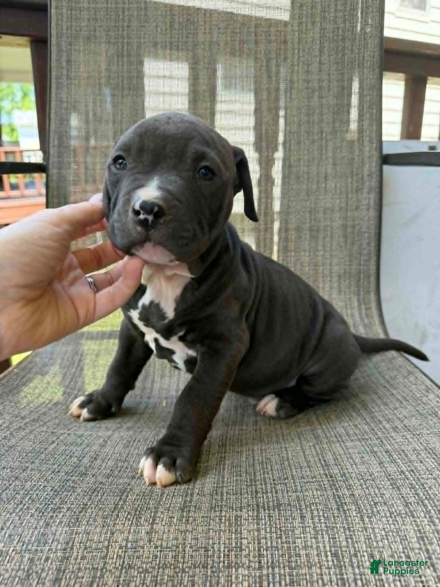 American Bully dogs for sale: Onyx - Ad 9