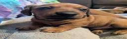Miniature Dachshund dogs for sale: Todd - Ad 4