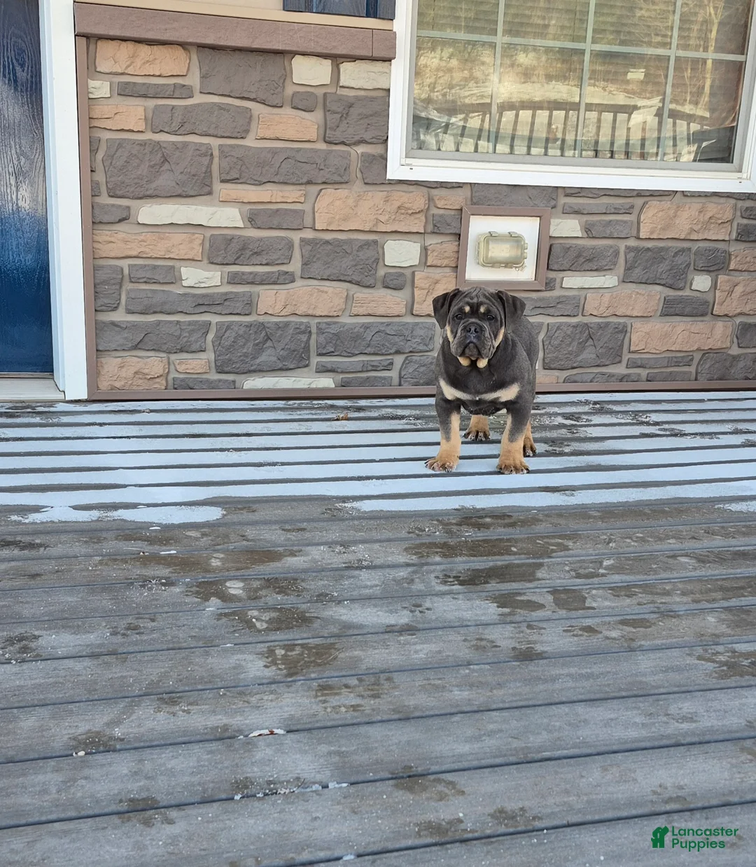 Olde English Bulldogge dogs for sale: Olde English Bulldogge Milo - Ad 2