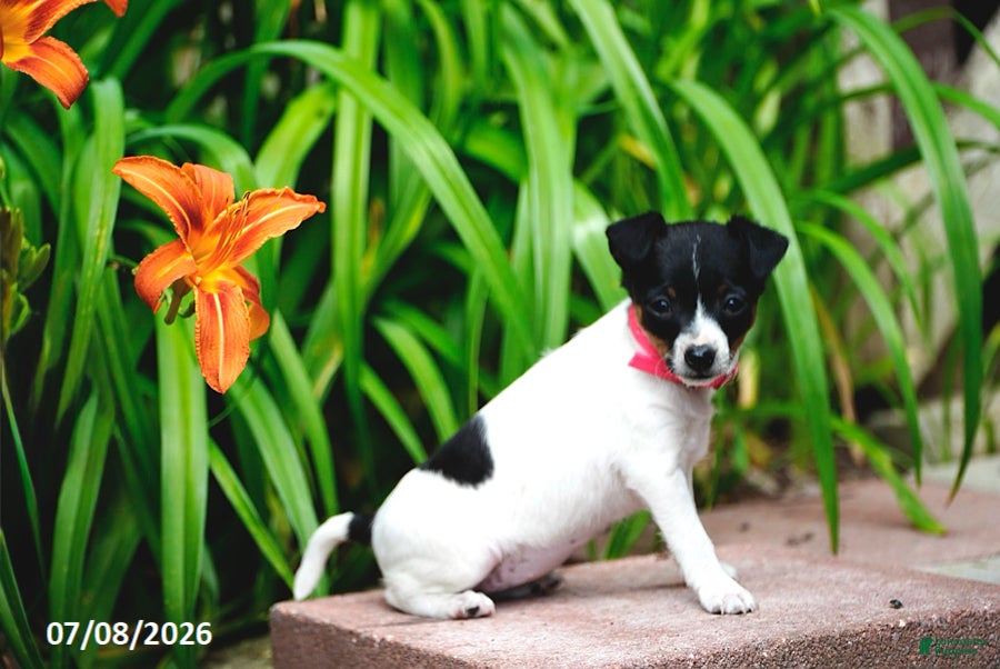 Toy Fox Terrier dogs Trixie - Ad 2