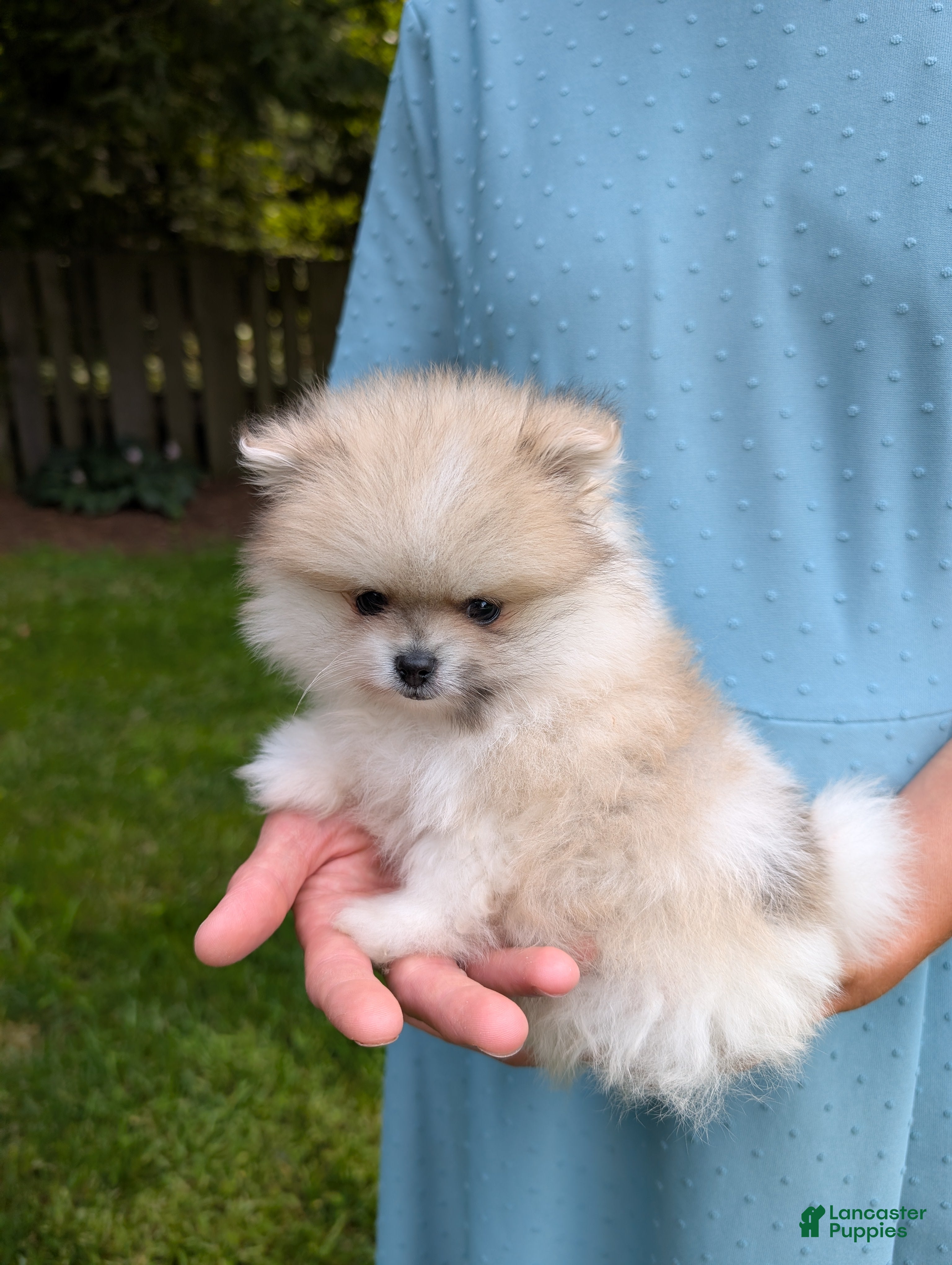 Pomeranian dogs Jude - Ad 1