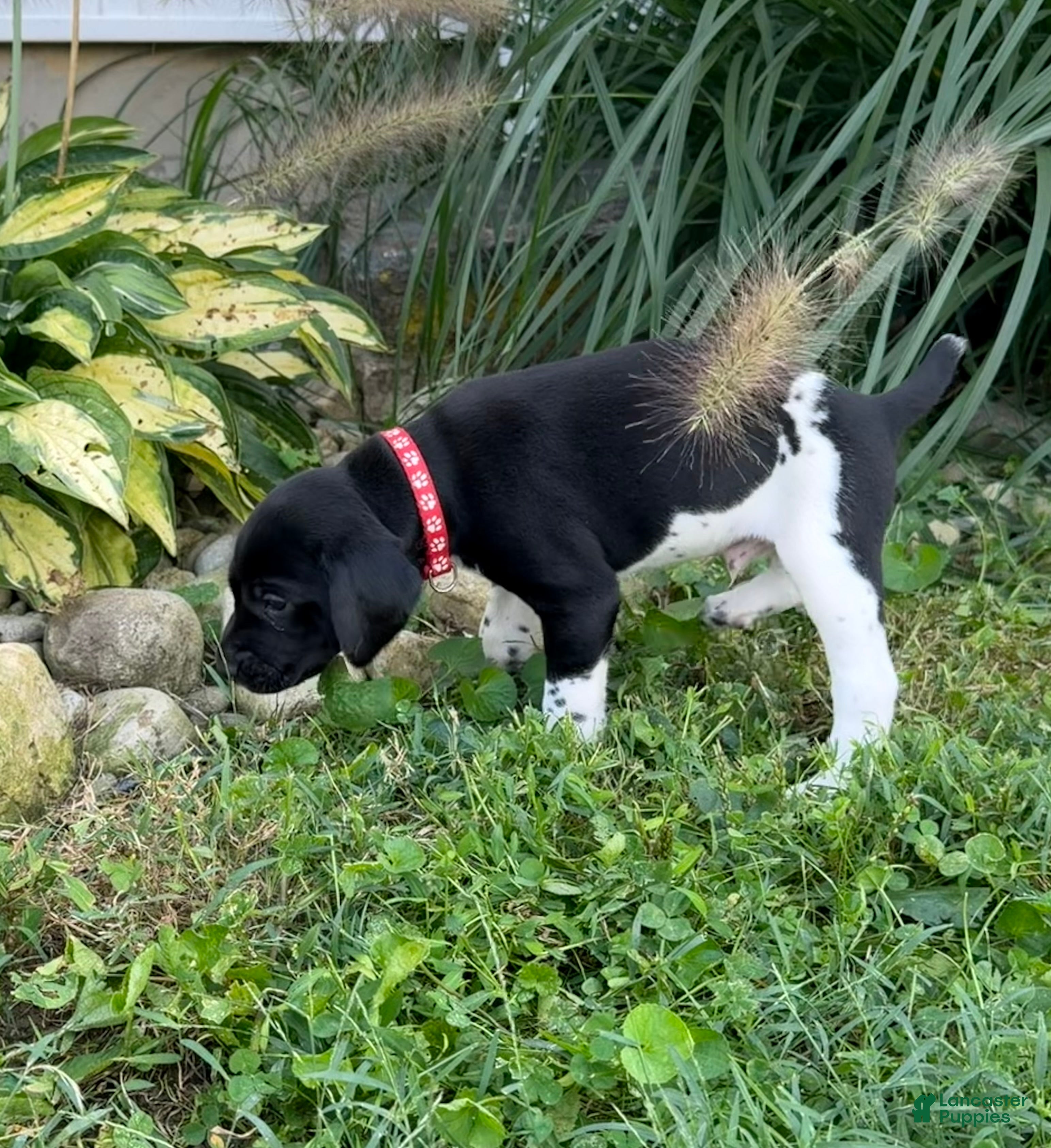 German Shorthaired Pointer dogs German Shorthaired Pointer 4 - Ad 27