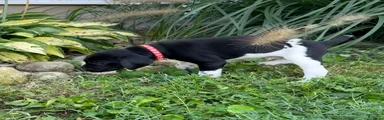 German Shorthaired Pointer 4