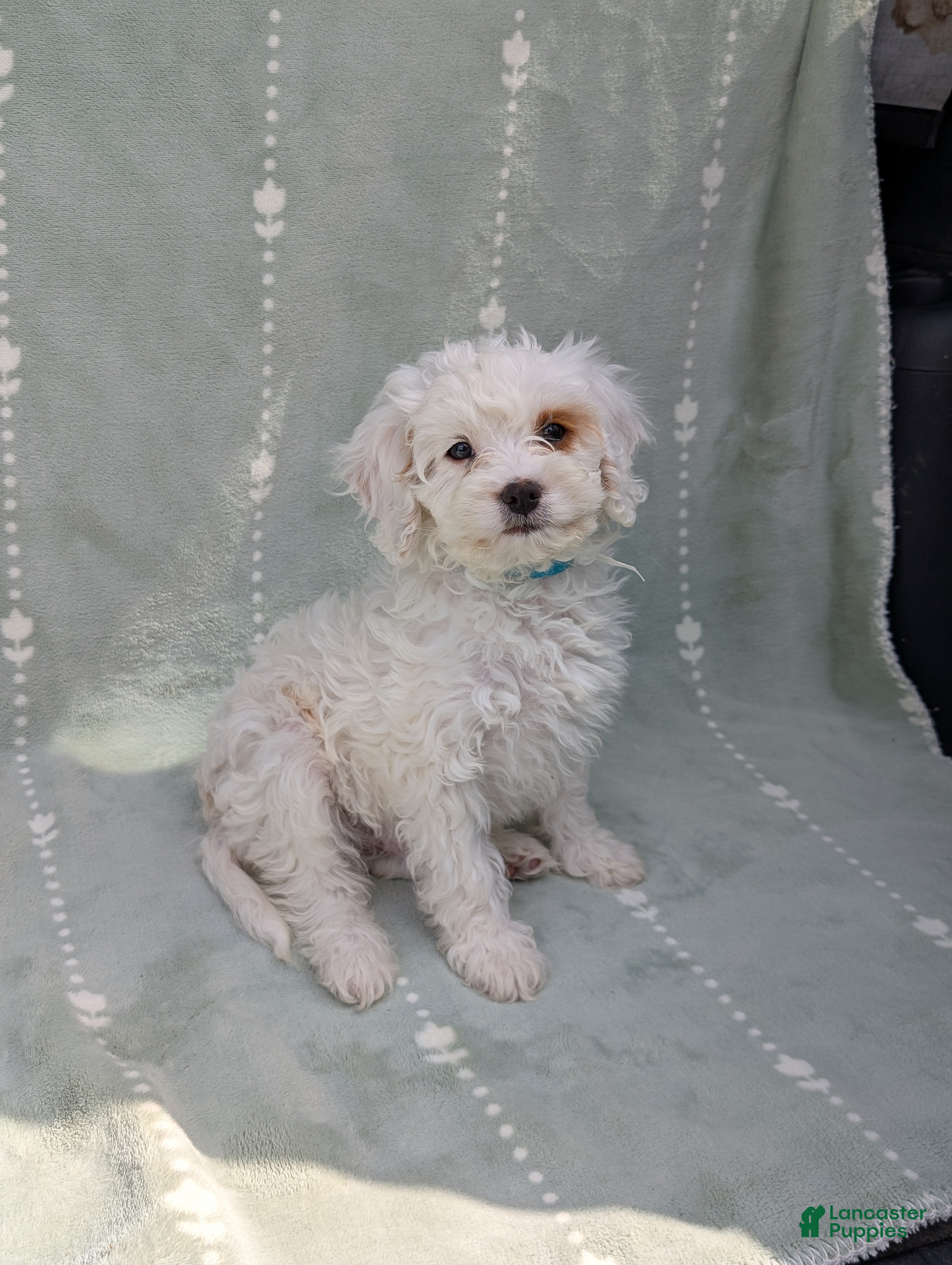 Cavapoo dogs Benedict  - Ad 2