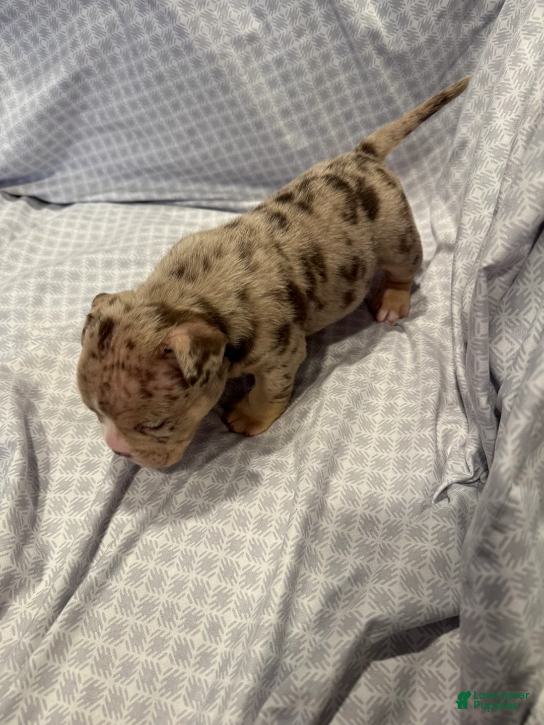 American Bully dogs for sale: American Bully Puppy 1 - Ad 2