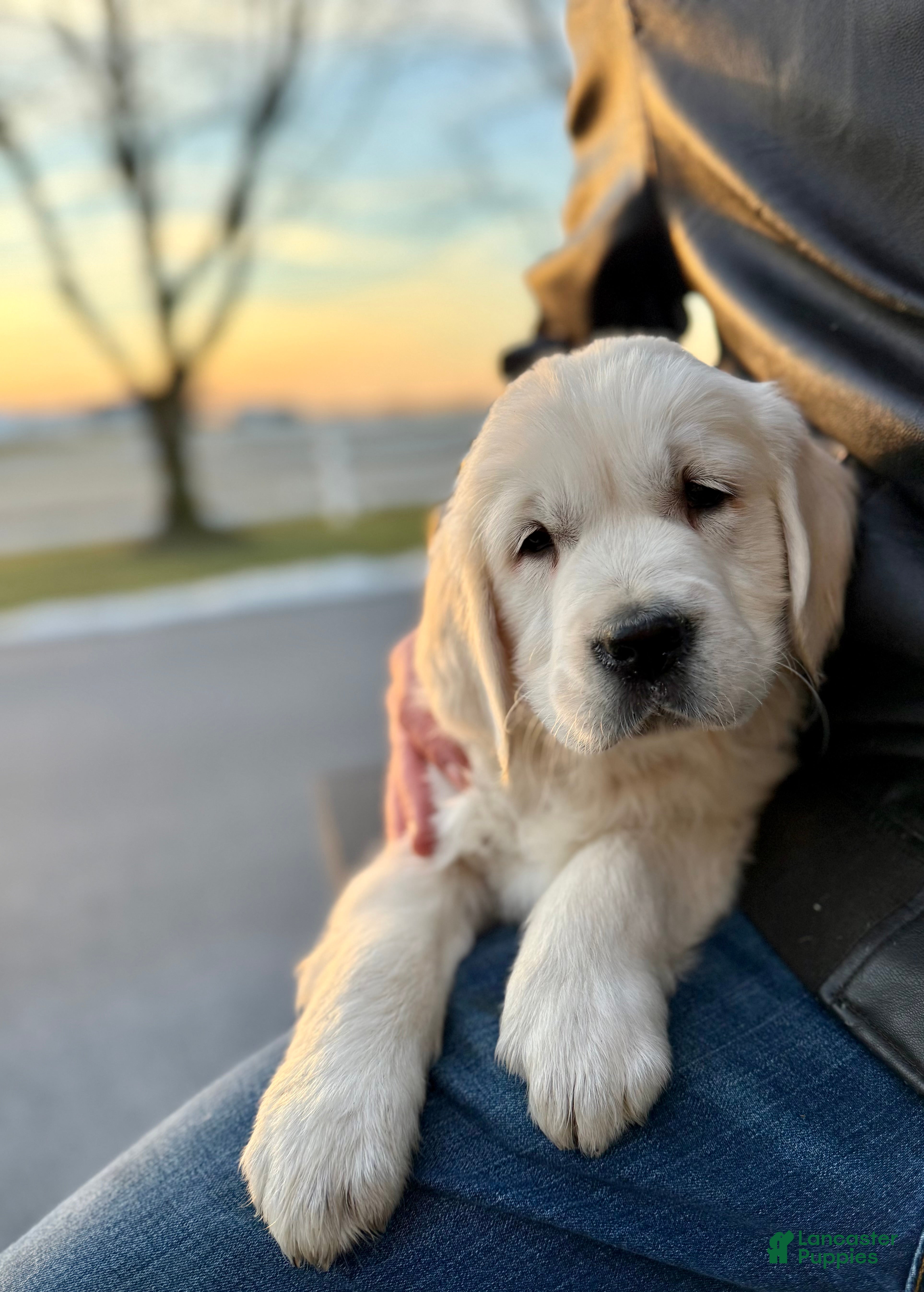 Golden Retriever dogs Oscar  - Ad 1