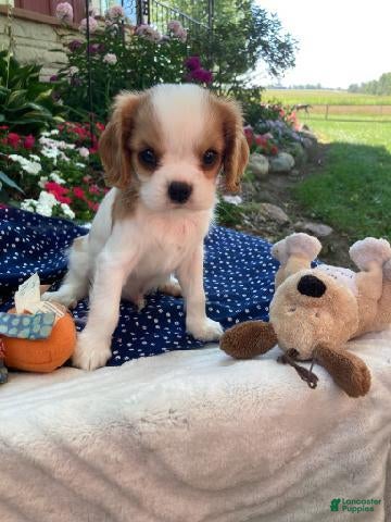 Cavapoo dogs Dewey  - Ad 1