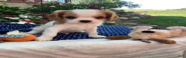 Dewey 