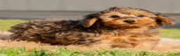Yorkiepoo dogs for sale: Rohan  - Ad 4