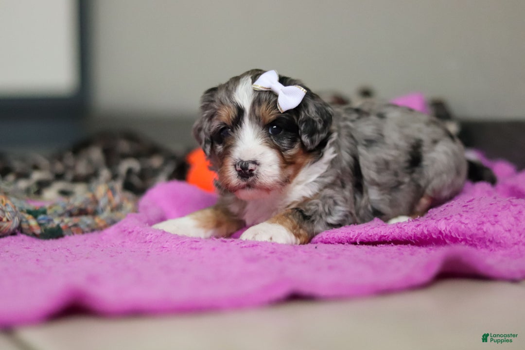 Mini Bernedoodle dogs for sale: Jewel - Ad 5