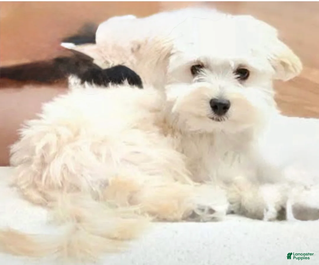 Maltipoo dogs for sale: Maltipoo Puppy 2 - Ad 4