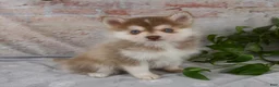 Pomsky dogs for sale: Gloria - Ad 1