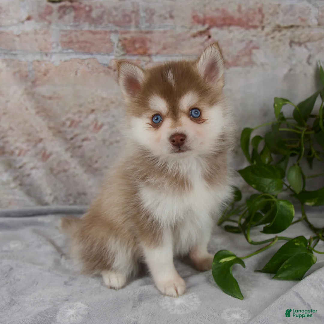 Pomsky dogs for sale: Gloria - Ad 1