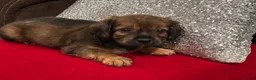 Mixed Breed dogs for sale: Mixed Breed 2 - Ad 3
