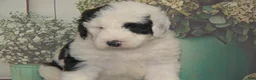 Sheepadoodle dogs for sale: Moses F1 - Ad 3