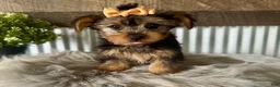 Yorkshire Terrier dogs for sale: Indy - Ad 5