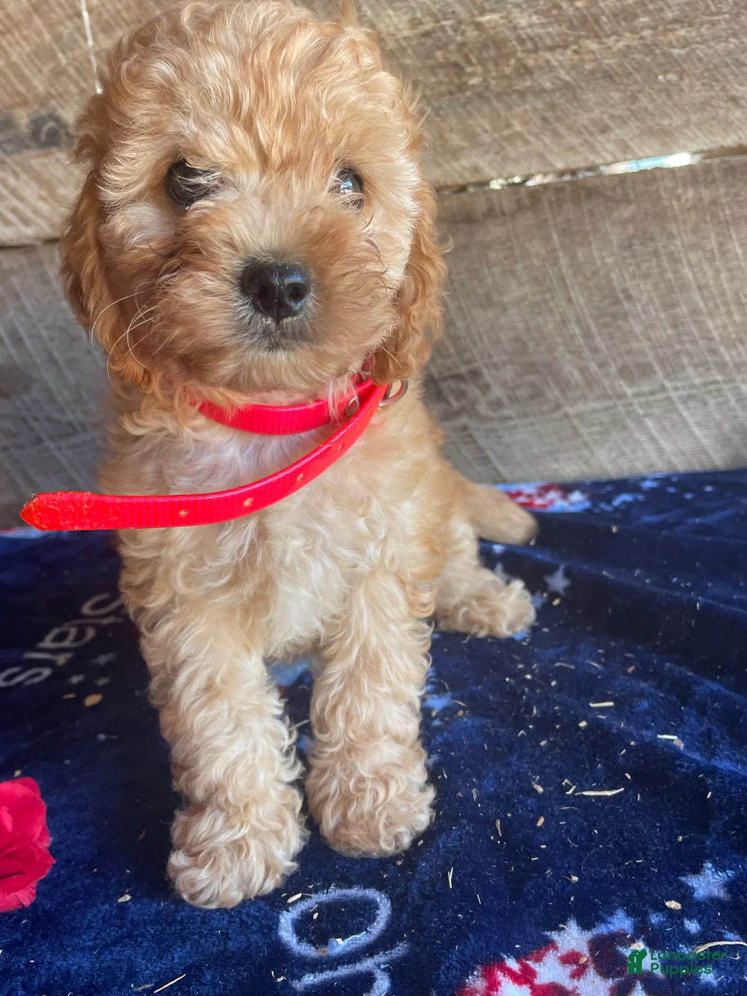 Cavapoochon dogs for sale: Alex - Ad 2