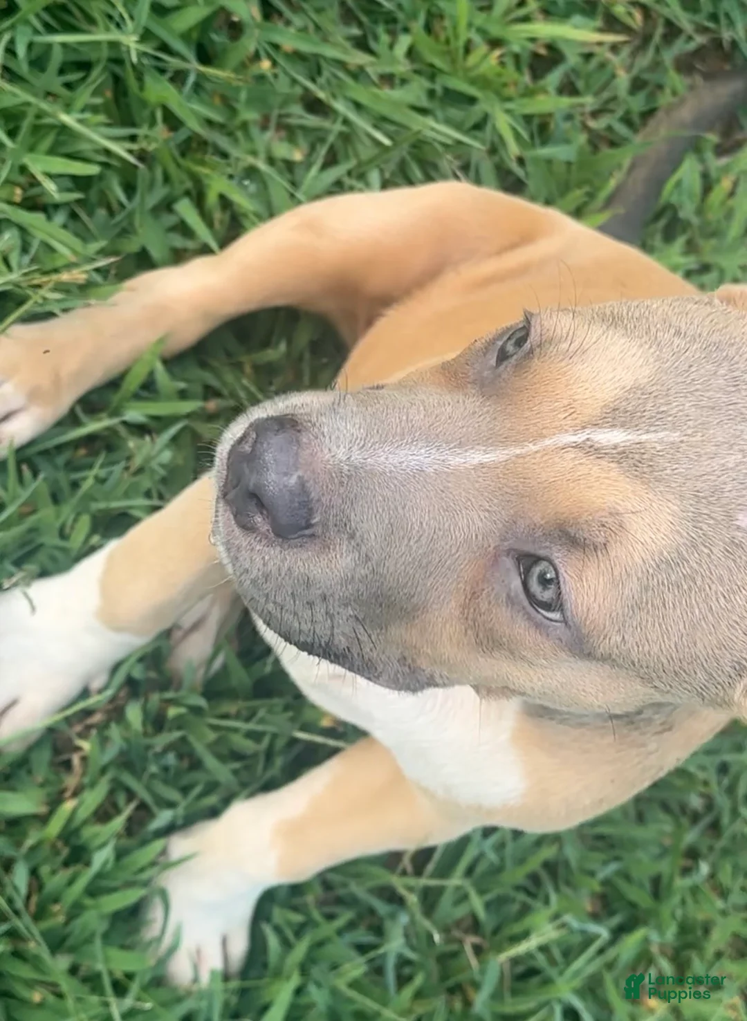 American Bully dogs for sale: Jax - Ad 2