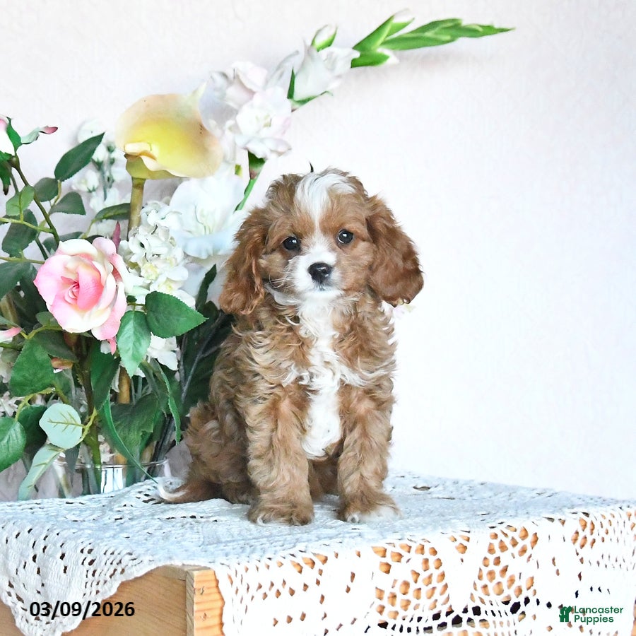 Cavapoo dogs Kathryn - Ad 2