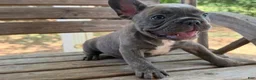 French Bulldog dogs for sale: Bane - Ad 6