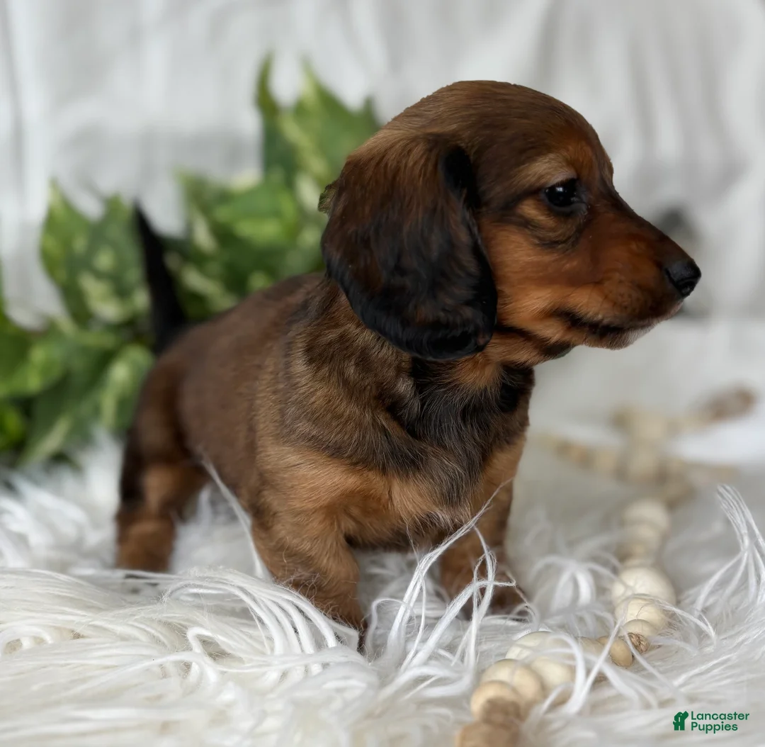 Miniature Dachshund dogs for sale: Star Girl Miniature Dachshund  - Ad 3