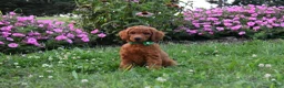 Standard Poodle dogs for sale: Bridget moyen - Ad 5