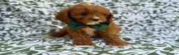 Cavapoo dogs for sale: Lasso - Ad 8