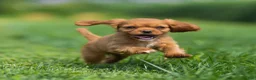 Cavalier King Charles Spaniel dogs for sale: Hazel Cavalier King Charles Spaniel  - Ad 3