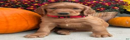Irish Setter dogs for sale: Harrison - Ad 16