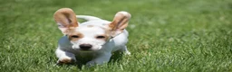 Miniature Dachshund dogs for sale: Noah - Ad 6