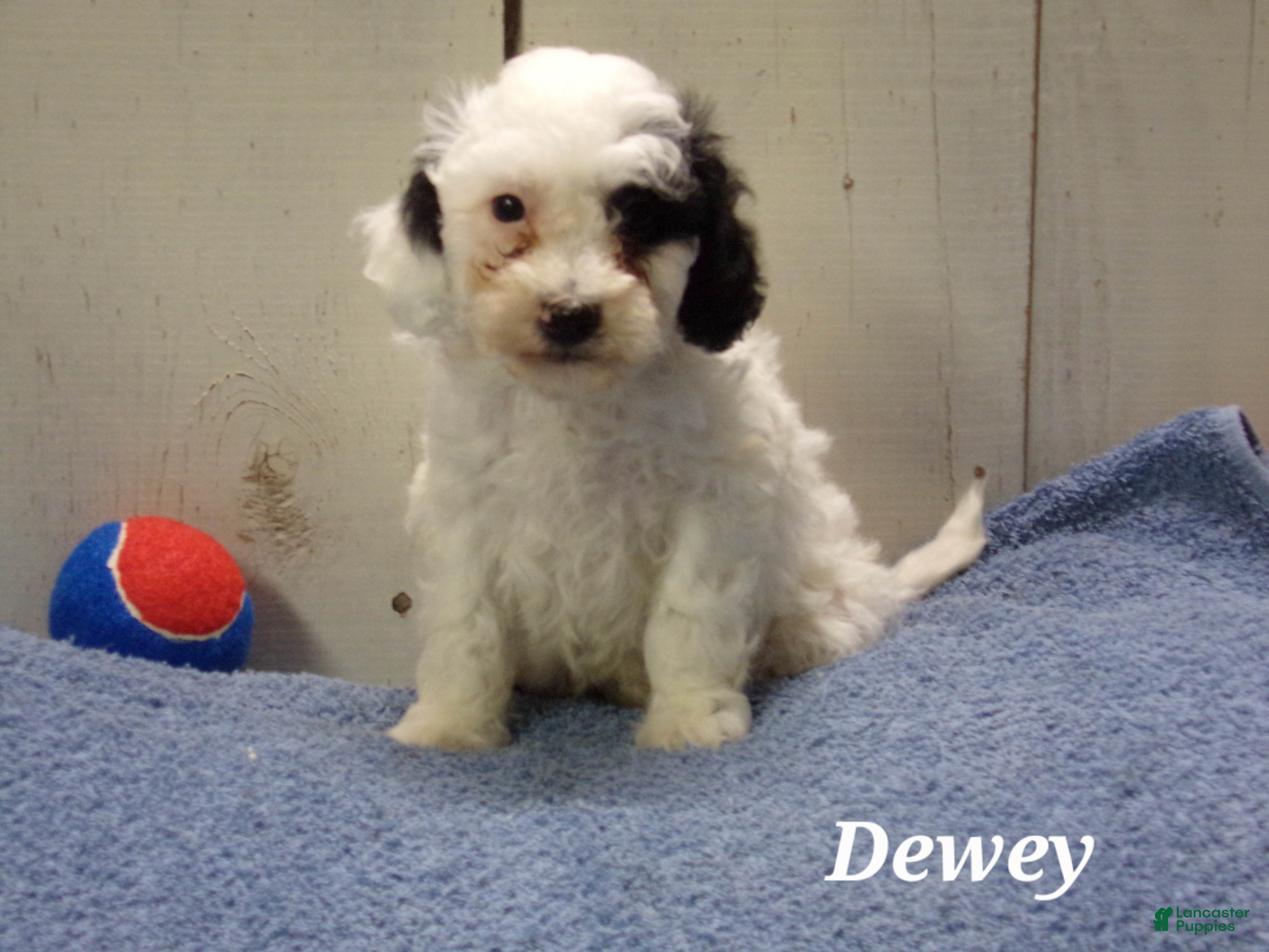 Havapoo dogs Dewey - Ad 40