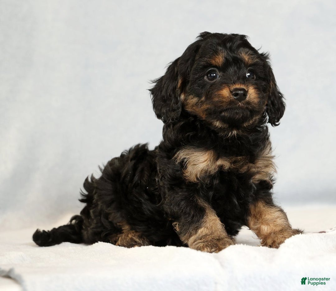 Cavapoo dogs for sale: Bradley - Ad 3