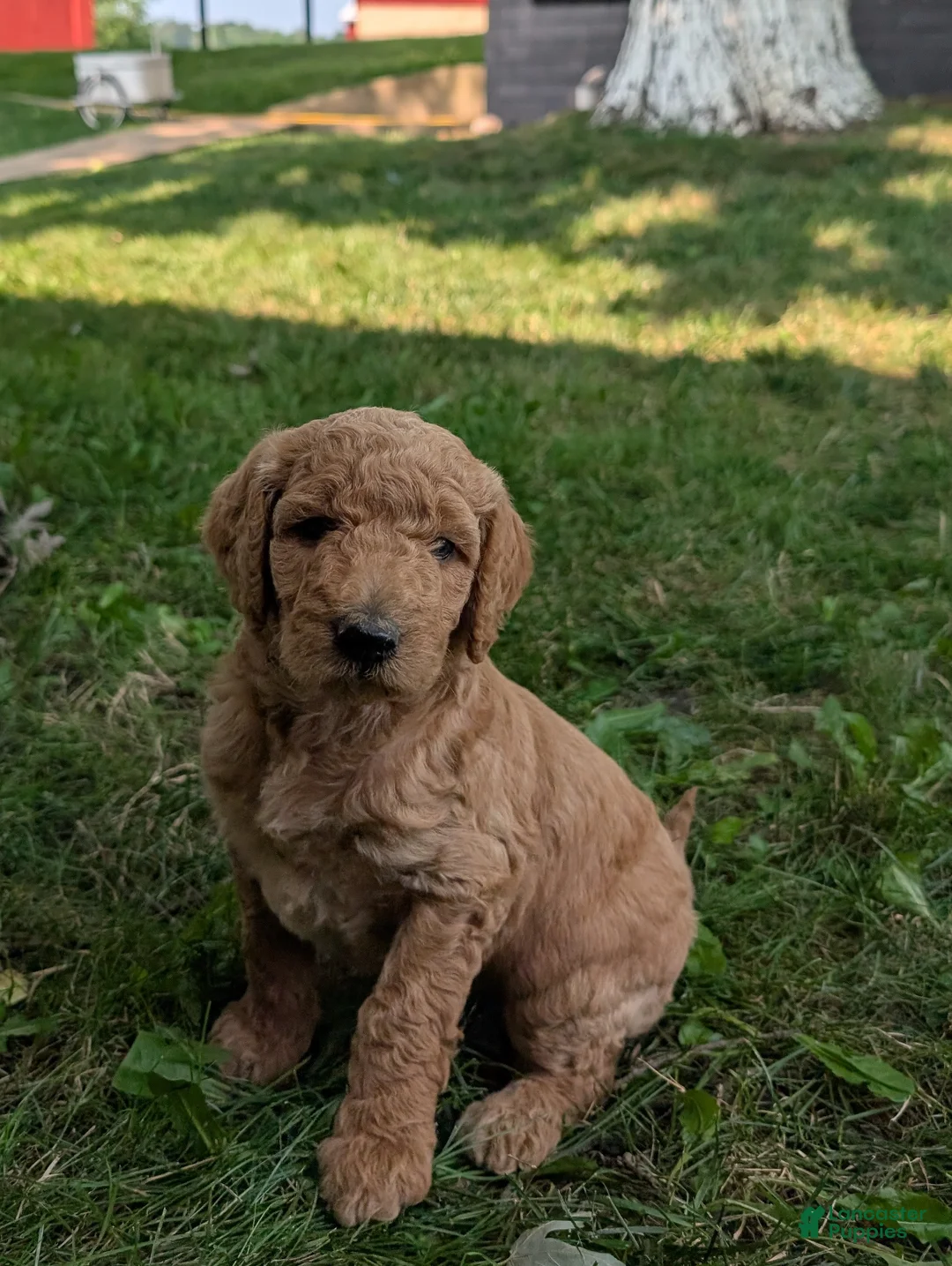 Goldendoodle dogs for sale: Sara - Ad 2