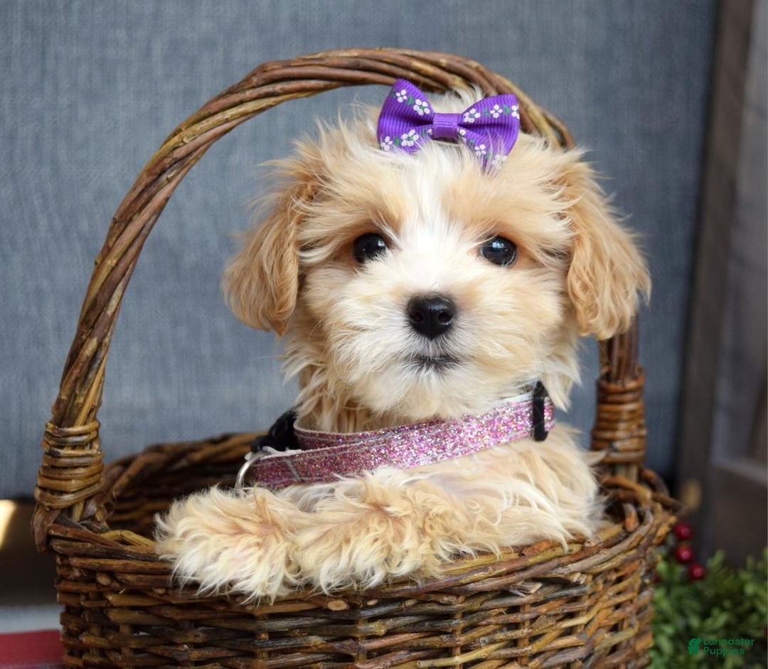 Maltipoo dogs for sale: Flo  - Ad 1