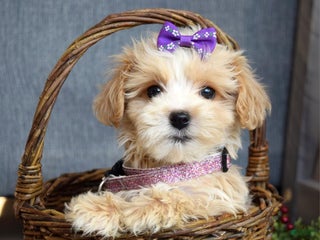 Maltipoo dogs Flo - Ad 9
