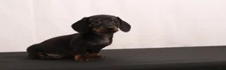 Dachshund dogs for sale: Lenard - Ad 11
