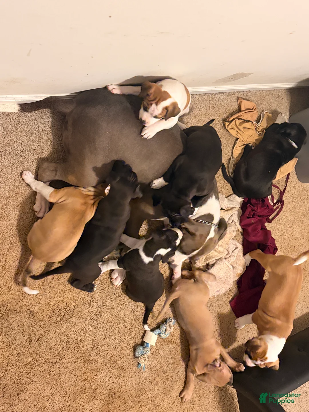 Gallery Image {{count}}