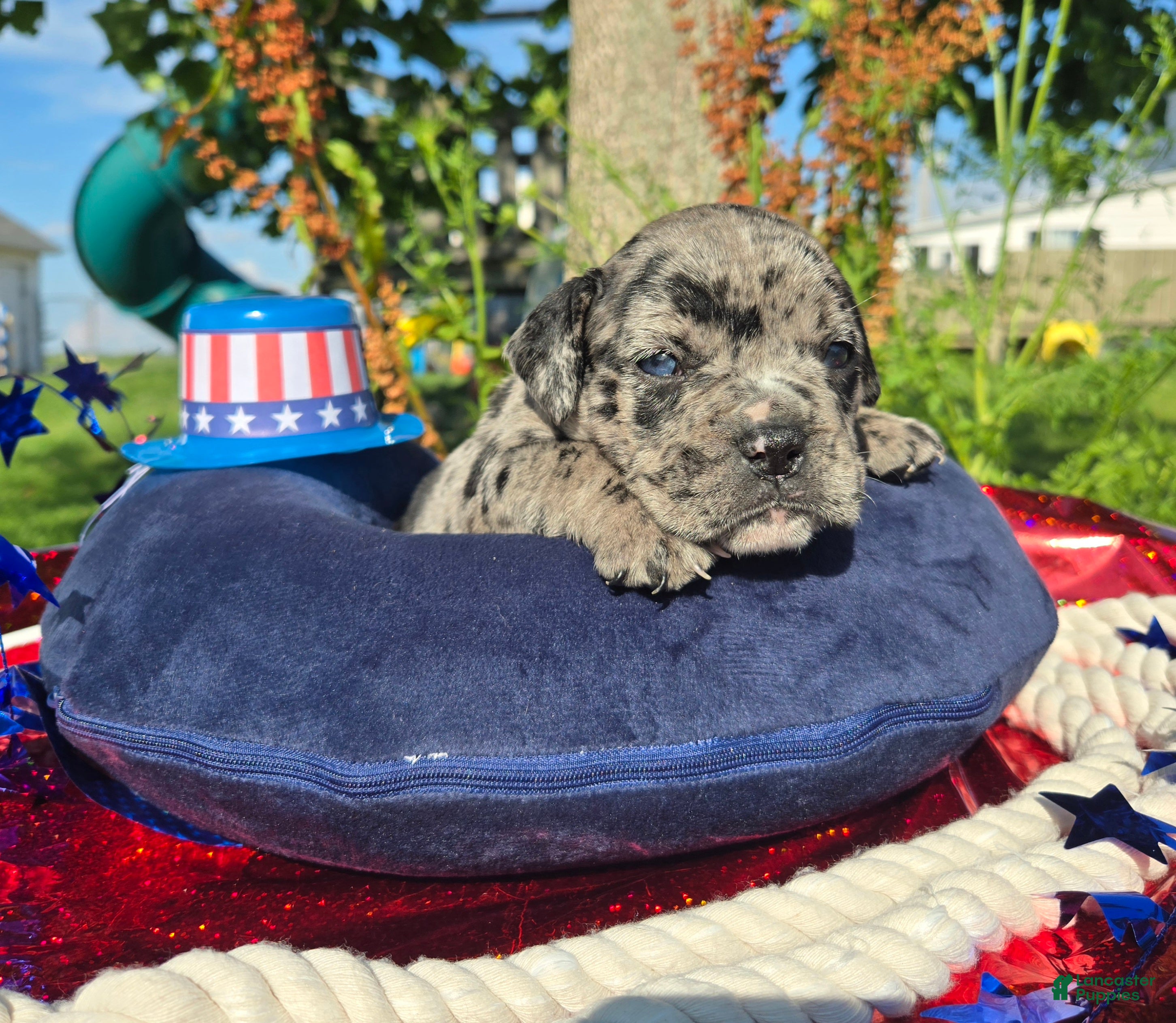 Olde English Bulldogge dogs Ruble - Ad 2