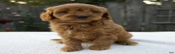 Cavapoo dogs for sale: Greta - Ad 7