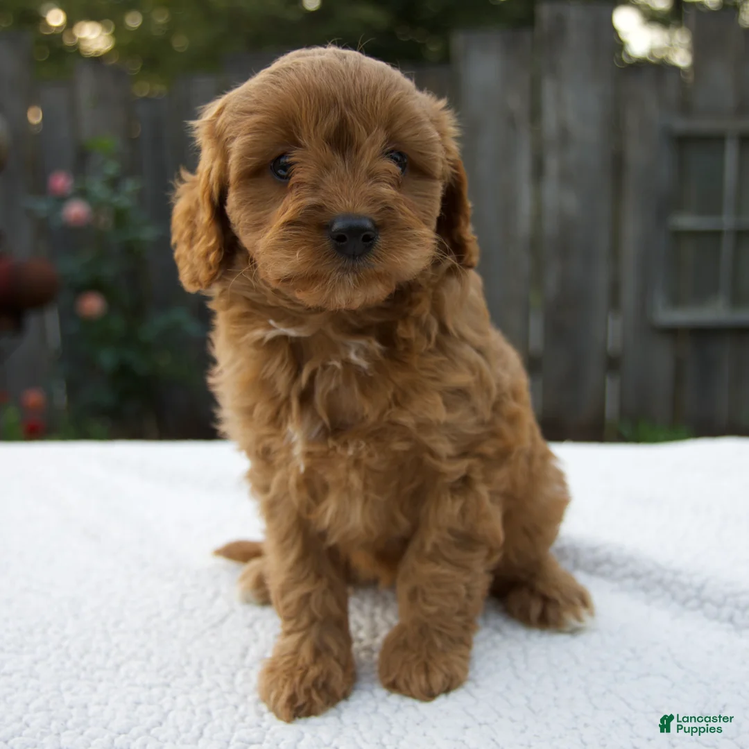 Cavapoo dogs for sale: Greta - Ad 7